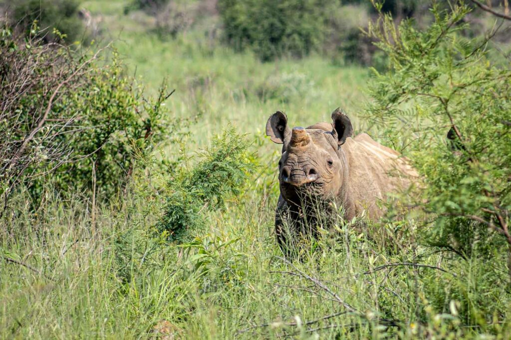 Black Rhino 1