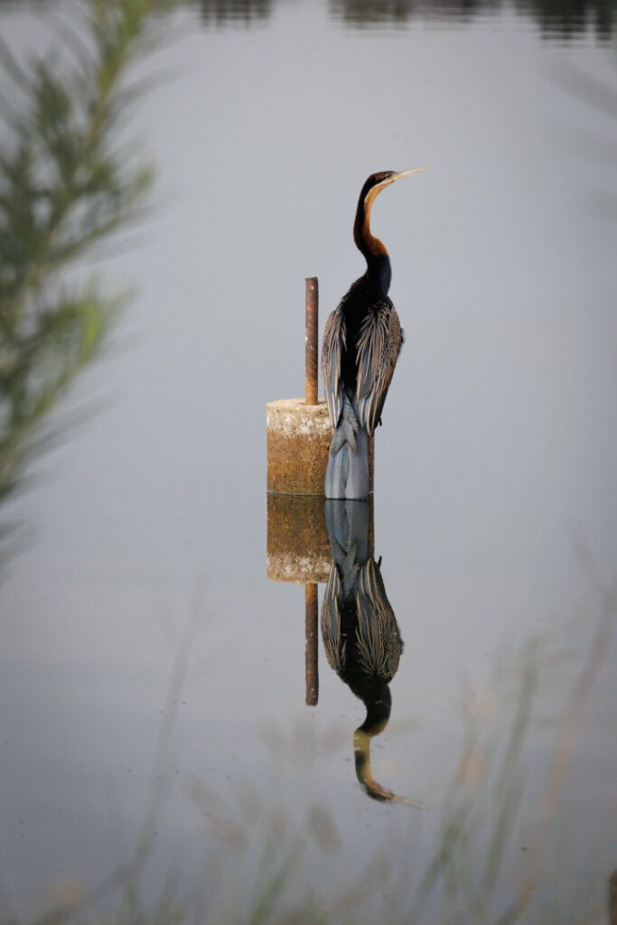 Dinokeng - Heron (1 of 1)
