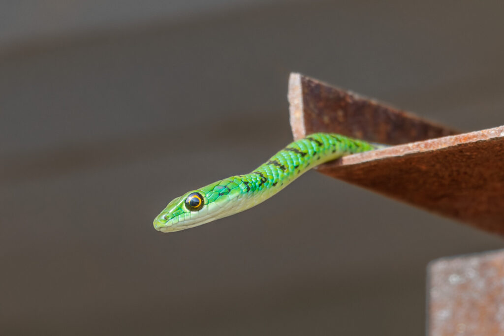 Dinokeng - Spotted Bush Snake (1 of 1)