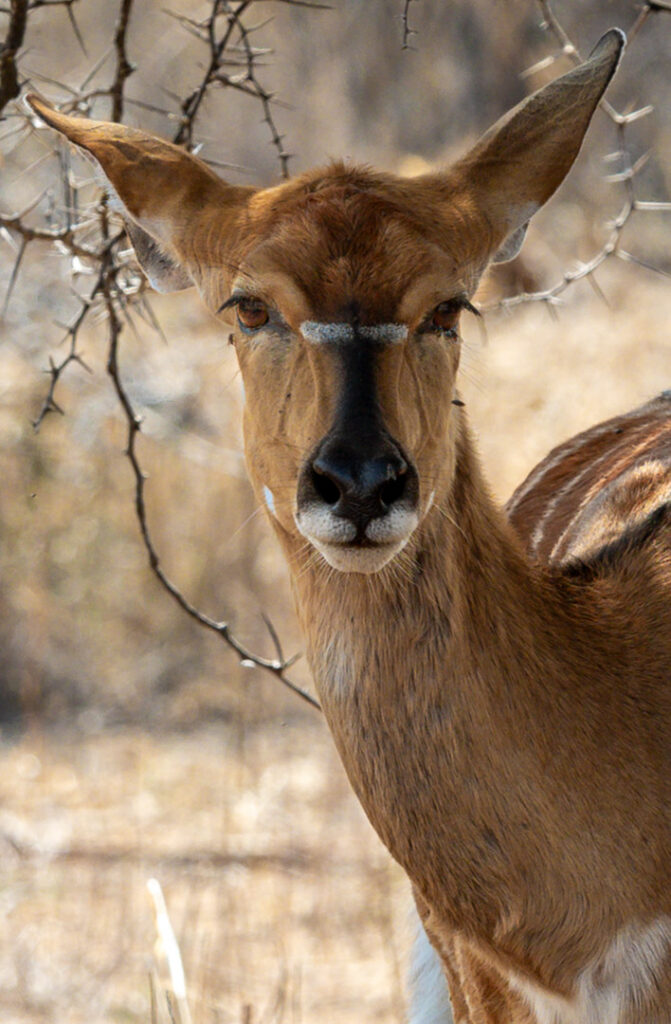 Kruger - Aug 2025 (10 of 24)