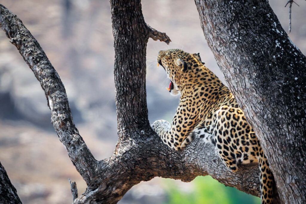 Leopard - Kruger Park 2025 (1 of 2)