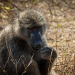 Baboon - Wildlife photography - Kruger National Park Baboon - Wildlife photography - Kruger National Park