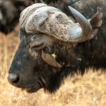 Buffalo - Wildlife photography - Kruger National Park Buffalo - Wildlife photography - Kruger National Park