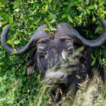 Buffalo - Wildlife photography - Kruger National Park Buffalo - Wildlife photography - Kruger National Park