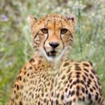 Cheetah - Wildlife photography - Dinokeng Game Rserve. Cheetah - Wildlife photography - Dinokeng Game Rserve.