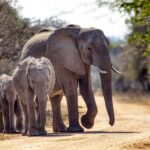 Elephant - Wildlife photography - Kruger National Park Elephant - Wildlife photography - Kruger National Park