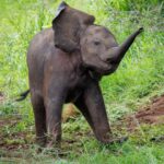 Elephant - Wildlife photography - Kruger National Park Elephant - Wildlife photography - Kruger National Park