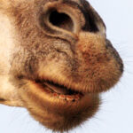 Giraffe - Wildlife photography - Dinokeng Game Reserve Giraffe - Wildlife photography - Dinokeng Game Reserve