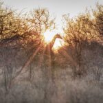 Giraffe - Wildlife photography - Dinokeng Game Reserve Giraffe - Wildlife photography - Dinokeng Game Reserve