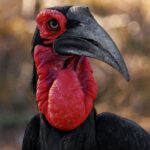Ground Hornbill - Wildlife photography - Kruger National Park Ground Hornbill - Wildlife photography - Kruger National Park