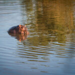 Hippo - Wildlife photography - Pilansburg Game Reserve Hippo - Wildlife photography - Pilansburg Game Reserve