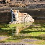 Hyena Tuli Block - Wildlife photography - Botswana Hyena Tuli Block - Wildlife photography - Botswana