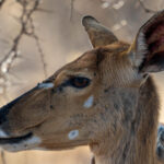 Kudu - Wildlife photography - Dinokeng Game Reserve Kudu - Wildlife photography - Dinokeng Game Reserve