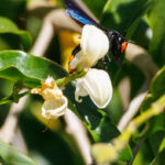 Large Potter Wasp - Wildlife photography - Elephant Point - Kruger Large Potter Wasp - Wildlife photography - Elephant Point - Kruger