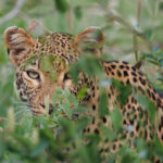 Leopard - Wildlife photography - Kruger National Park Leopard - Wildlife photography - Kruger National Park