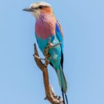 Lilac Breasted Roller - Wildlife photography - Kruger National Park Lilac Breasted Roller - Wildlife photography - Kruger National Park