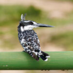 Pied Kingfisher - Wildlife photography - Kruger National Parl Pied Kingfisher - Wildlife photography - Kruger National Parl