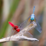 Red & Blue Dragon Fly - Wildlife photography - Dinokeng Game Reserve Red & Blue Dragon Fly - Wildlife photography - Dinokeng Game Reserve