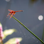 Red Dragon Fly - Wildlife photography - Dinokeng Game Reserve 2 Red Dragon Fly - Wildlife photography - Dinokeng Game Reserve