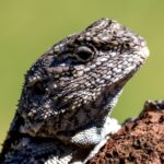 Southern Tree Agama - Wildlife photography - Dinokeng Game Reserve Southern Tree Agama - Wildlife photography - Dinokeng Game Reserve