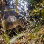 Terrapin - Wildlife photography - Pilansburg Game Reserve (2) Terrapin - Wildlife photography - Pilansburg Game Reserve