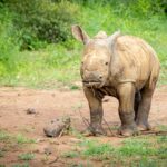 Baby White Rhino Wildlife photography - Pilanesburg Game Reserve Baby White Rhino, Wildlife photography - Pilanesburg Game Reserve, South Africa