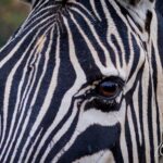 Zebra - Wildlife photography - Dinokeng Game Rserve Zebra - Wildlife photography - Dinokeng Game Rserve, South Africa
